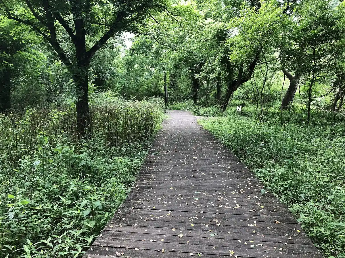 A boardwalk through the woods at the Chattahoochee Nature Center in Roswell